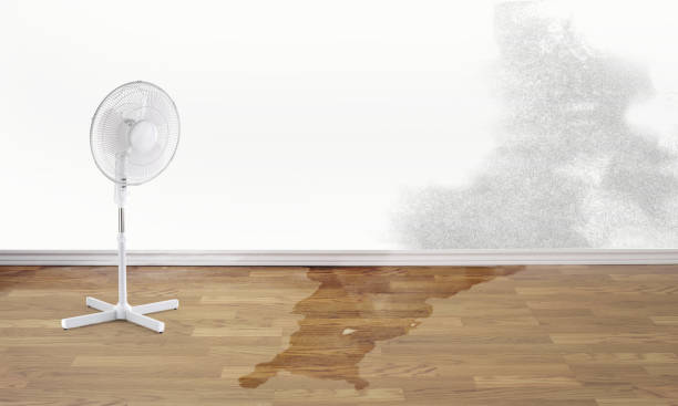 Best Mold removal after water damage  in Park Forest, IL