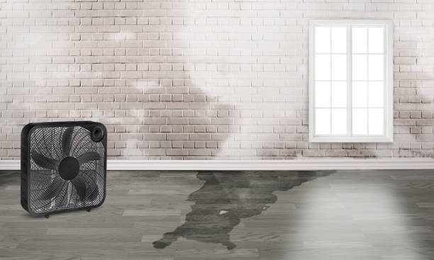Best Professional water damage repair  in Park Forest, IL